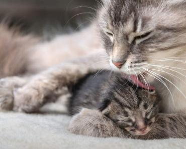 Unenägude tõlgendus kassi sünnitamiseks, miks unistada unes kassi sünnitamisest Näha unes, kuidas kass sünnitas kassipojad